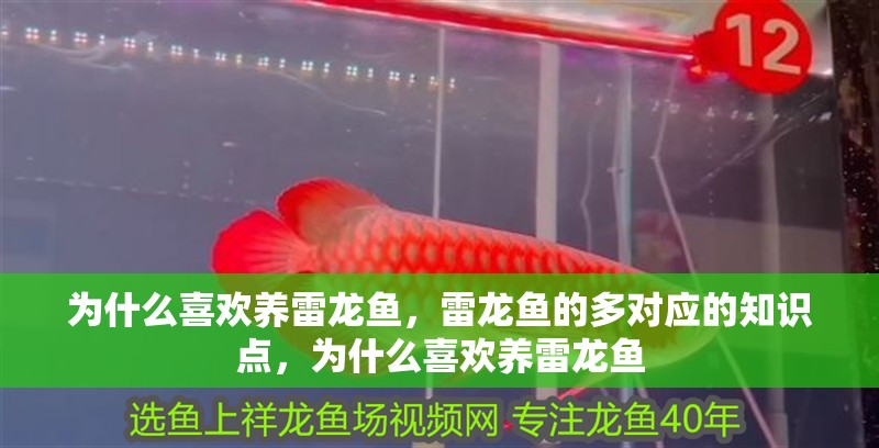 為什么喜歡養(yǎng)雷龍魚，雷龍魚的多對應的知識點，為什么喜歡養(yǎng)雷龍魚