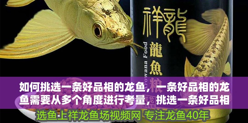 如何挑選一條好品相的龍魚，一條好品相的龍魚需要從多個角度進行考量，挑選一條好品相的龍魚