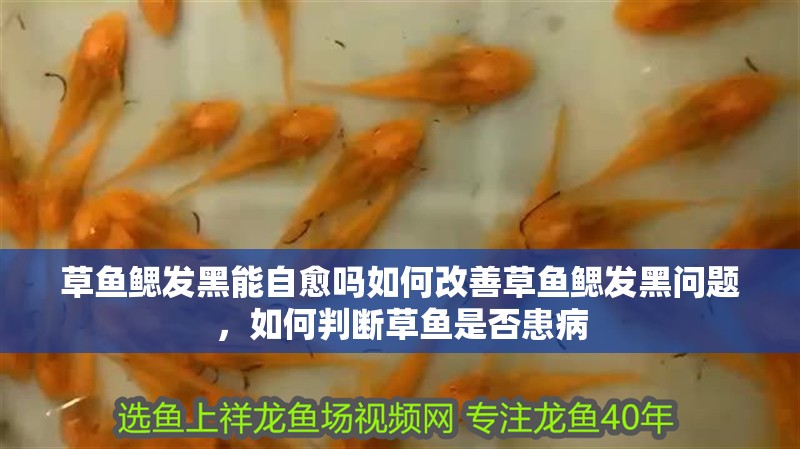 草魚鰓發黑能自愈嗎如何改善草魚鰓發黑問題，如何判斷草魚是否患病
