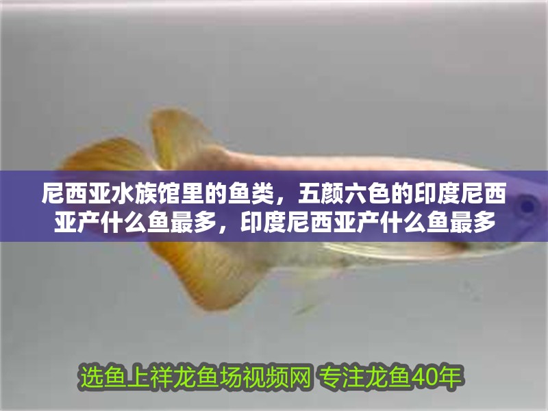 尼西亞水族館里的魚類，五顏六色的印度尼西亞產什么魚最多，印度尼西亞產什么魚最多