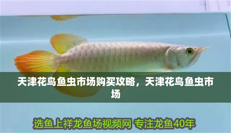<strong><mark>天津</mark></strong>花鳥魚蟲市場購買攻略，<strong><mark>天津</mark></strong>花鳥魚蟲市場