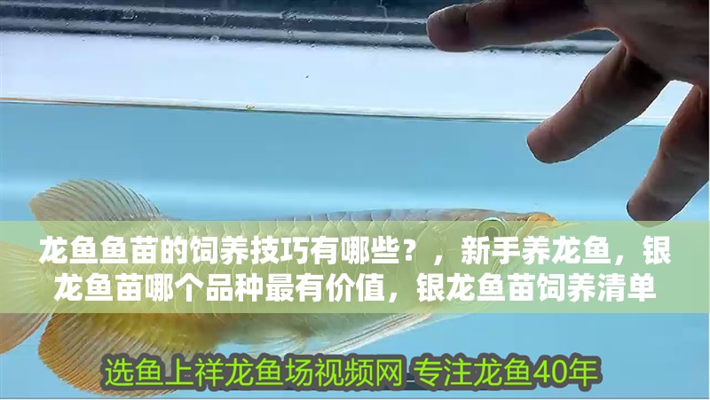 龍魚(yú)魚(yú)苗的飼養(yǎng)技巧有哪些？，新手養(yǎng)龍魚(yú)，銀龍魚(yú)苗哪個(gè)品種最有價(jià)值，銀龍魚(yú)苗飼養(yǎng)清單