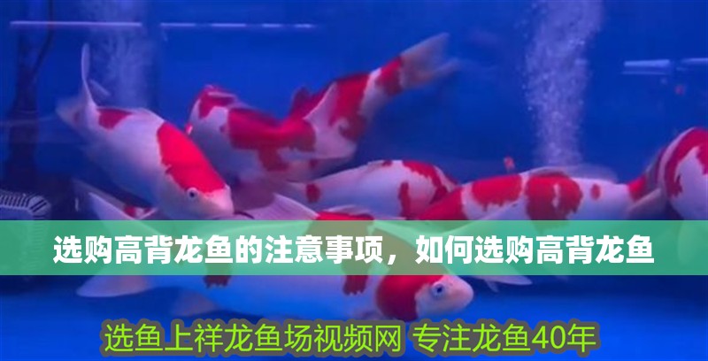選購高背龍魚的注意事項，如何選購高背龍魚