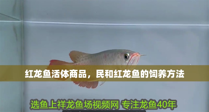 紅龍魚活體商品，民和紅龍魚的飼養方法