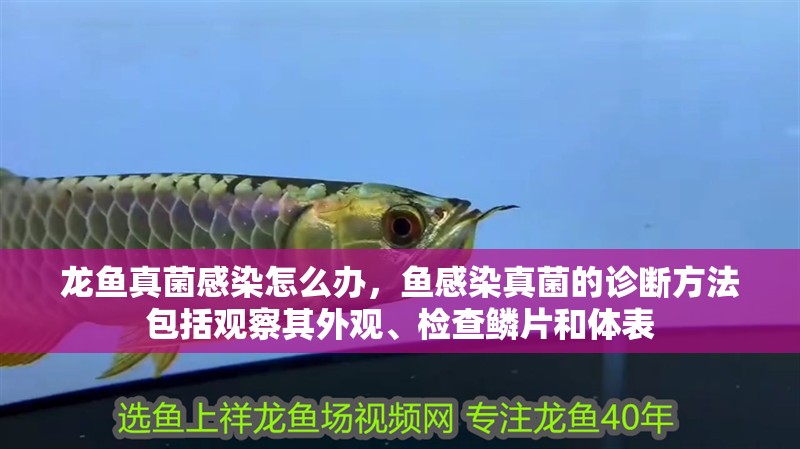 龍魚真菌感染怎么辦，魚感染真菌的診斷方法包括觀察其外觀、檢查鱗片和體表