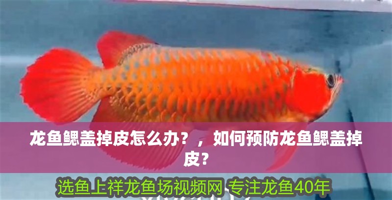 龍魚鰓蓋掉皮怎么辦？，如何預防龍魚鰓蓋掉皮？
