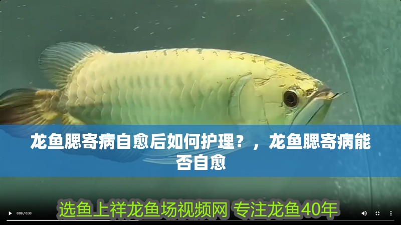 龍魚腮寄病自愈后如何護理？，龍魚腮寄病能否自愈