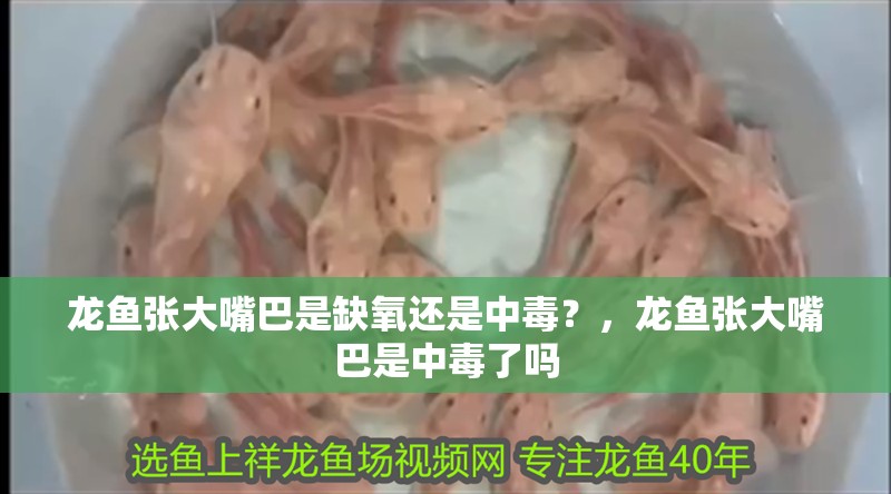 龍魚張大嘴巴是缺氧還是中毒？，龍魚張大嘴巴是中毒了嗎