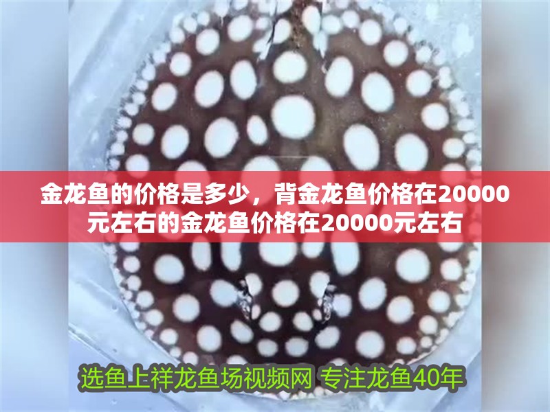 金龍魚(yú)的價(jià)格是多少，背金龍魚(yú)價(jià)格在20000元左右的金龍魚(yú)價(jià)格在20000元左右
