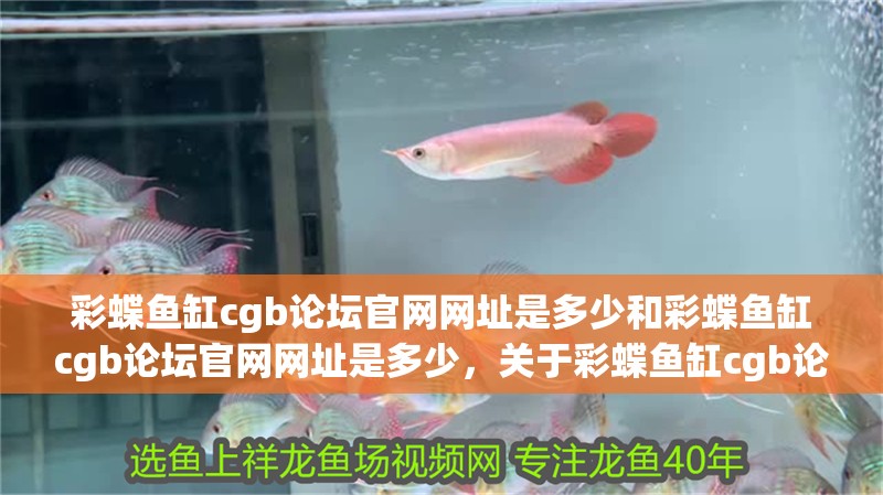 彩蝶魚缸cgb論壇官網(wǎng)網(wǎng)址是多少和彩蝶魚缸cgb論壇官網(wǎng)網(wǎng)址是多少，關于彩蝶魚缸cgb論壇官網(wǎng)網(wǎng)址是多少