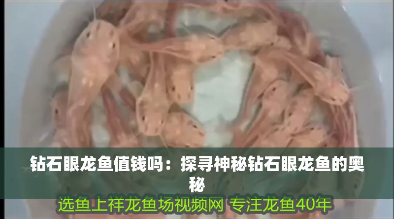 鉆石眼龍魚值錢嗎：探尋神秘鉆石眼龍魚的奧秘