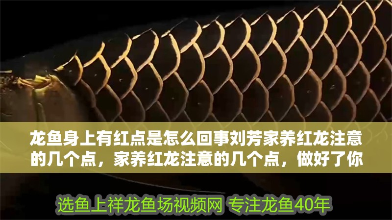 龍魚身上有紅點是怎么回事劉芳家養紅龍注意的幾個點，家養紅龍注意的幾個點，做好了你也是高手隨筆聽
