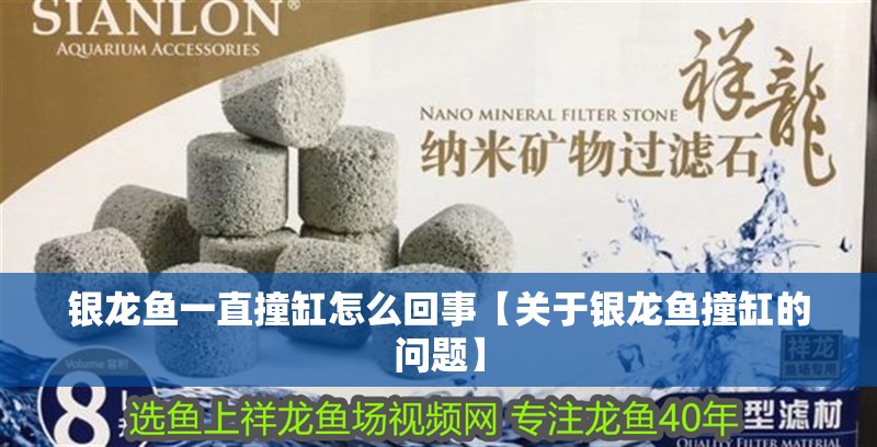 銀龍魚一直撞缸怎么回事【關于銀龍魚撞缸的問題】