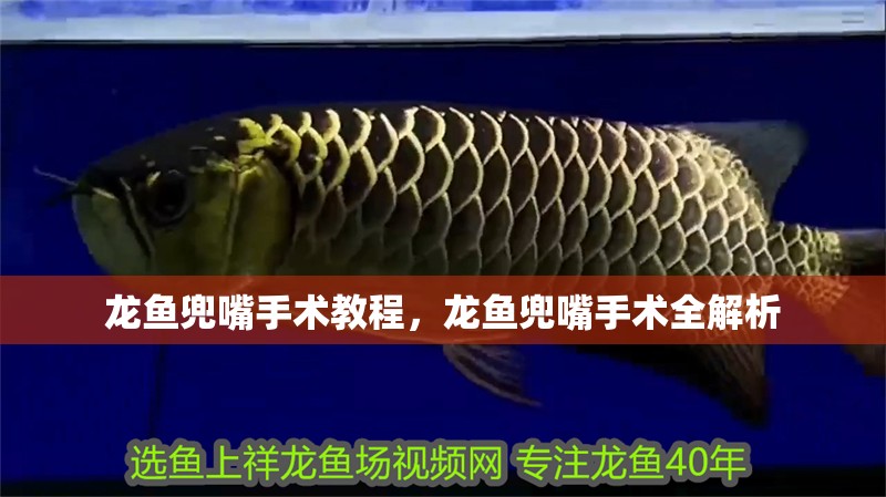 龍魚兜嘴手術教程，龍魚兜嘴手術全解析