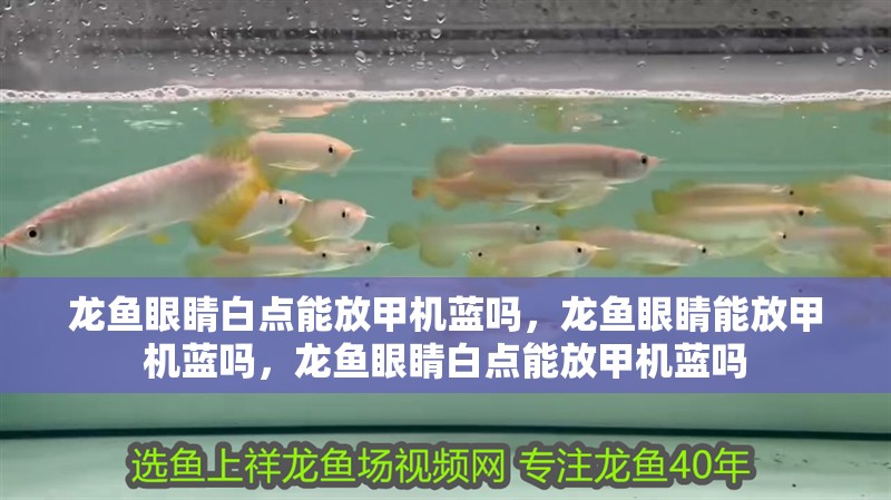 龍魚眼睛白點能放甲機藍嗎，龍魚眼睛能放甲機藍嗎，龍魚眼睛白點能放甲機藍嗎