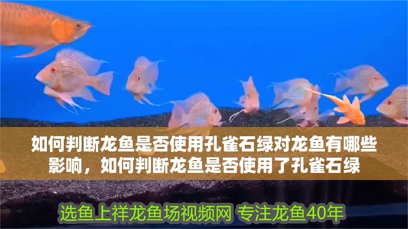 如何判斷龍魚是否使用孔雀石綠對龍魚有哪些影響，如何判斷龍魚是否使用了孔雀石綠