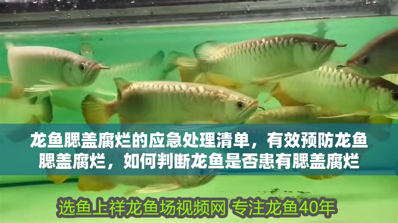 龍魚腮蓋腐爛的應急處理清單，有效預防龍魚腮蓋腐爛，如何判斷龍魚是否患有腮蓋腐爛
