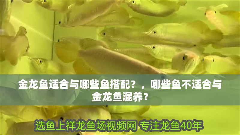 金龍魚適合與哪些魚搭配？，哪些魚不適合與金龍魚混養？