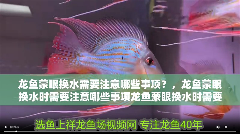 龍魚蒙眼換水需要注意哪些事項？，龍魚蒙眼換水時需要注意哪些事項龍魚蒙眼換水時需要注意哪些事項