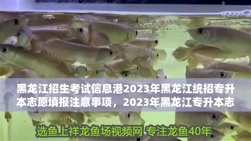 黑龍江招生考試信息港2023年黑龍江統(tǒng)招專升本志愿填報注意事項，2023年黑龍江專升本志愿填報