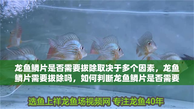 龍魚鱗片是否需要拔除取決于多個因素，龍魚鱗片需要拔除嗎，如何判斷龍魚鱗片是否需要拔除