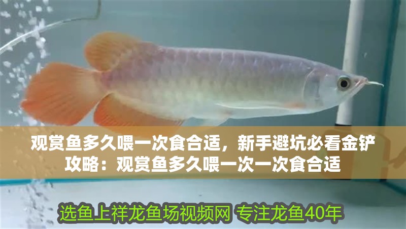 觀賞魚多久喂一次食合適，新手避坑必看金鏟攻略：觀賞魚多久喂一次一次食合適