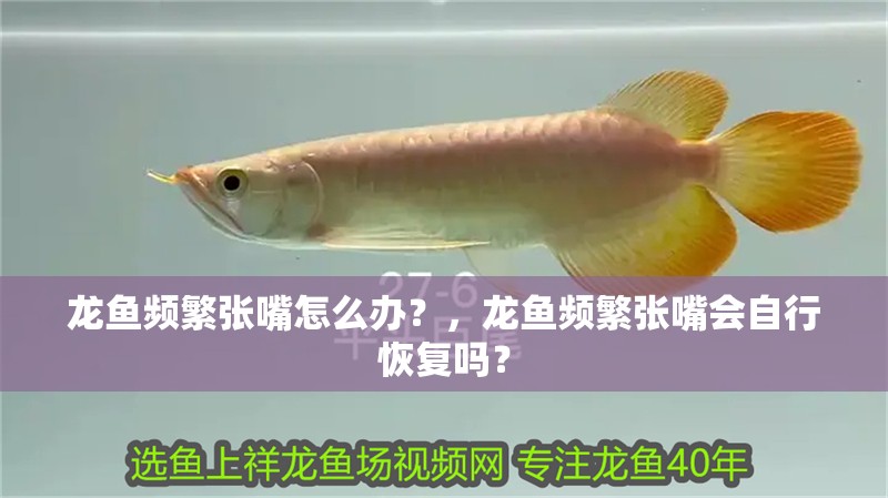 龍魚頻繁張嘴怎么辦？，龍魚頻繁張嘴會自行恢復嗎？