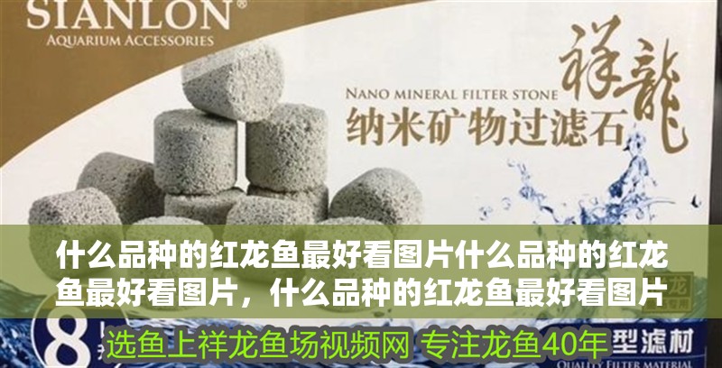 什么品種的紅龍魚最好看圖片什么品種的紅龍魚最好看圖片，什么品種的紅龍魚最好看圖片