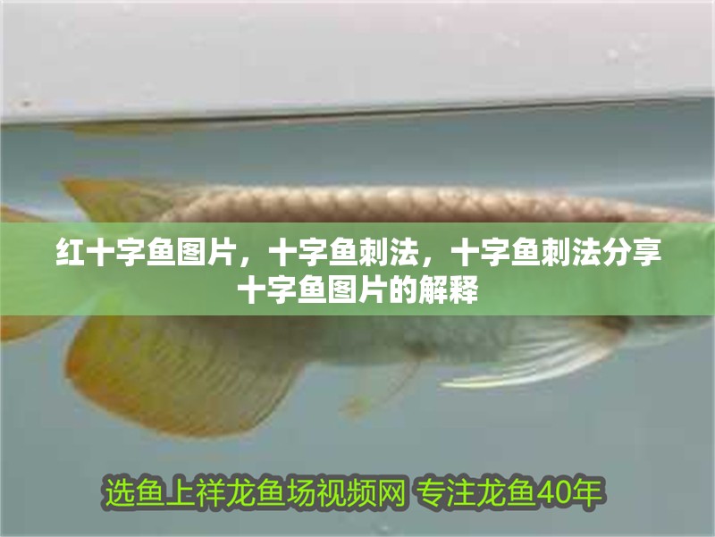 紅十字魚圖片，十字魚刺法，十字魚刺法分享十字魚圖片的解釋