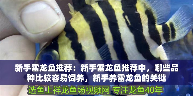 新手雷龍魚推薦：新手雷龍魚推薦中，哪些品種比較容易飼養(yǎng)，新手養(yǎng)雷龍魚的關(guān)鍵