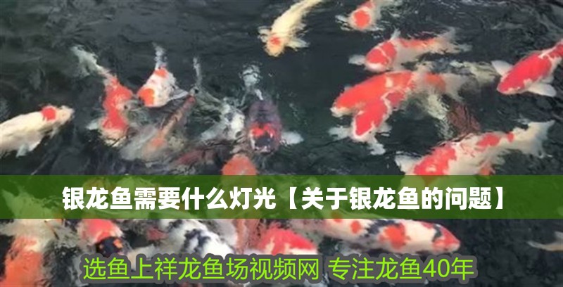銀龍魚需要什么燈光【關(guān)于銀龍魚的問題】