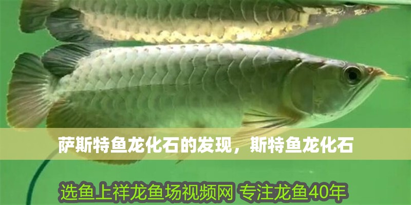 薩斯特魚龍化石的發現，斯特魚龍化石