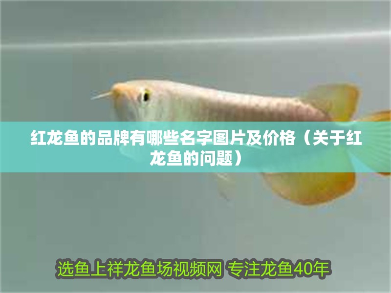 紅龍魚的品牌有哪些名字圖片及價格（關于紅龍魚的問題）