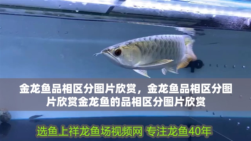 金龍魚品相區分圖片欣賞,金龍魚品相區分圖片欣賞金龍魚的品相區分圖片欣賞 觀賞魚百科 第2張 金龍魚品相區分圖片欣賞,金龍魚品相區分圖片欣賞金龍魚的品相區分圖片欣賞 金龍魚品相區分圖片欣賞,金龍魚品相區分圖片欣賞金龍魚的品相區分圖片欣賞 觀賞魚百科 第2張