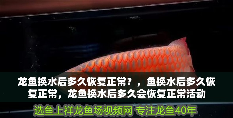 龍魚換水后多久恢復正常？，魚換水后多久恢復正常，龍魚換水后多久會恢復正常活動
