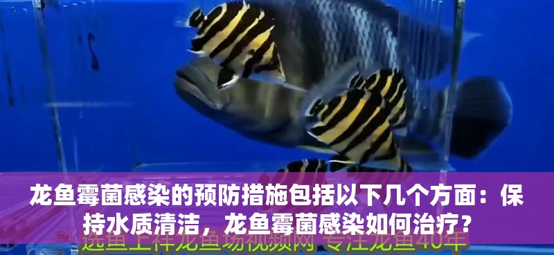 龍魚霉菌感染的預(yù)防措施包括以下幾個(gè)方面：保持水質(zhì)清潔，龍魚霉菌感染如何治療？