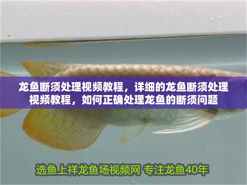 龍魚(yú)斷須處理視頻教程，詳細(xì)的龍魚(yú)斷須處理視頻教程，如何正確處理龍魚(yú)的斷須問(wèn)題