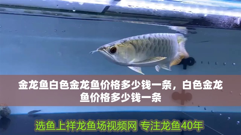 金龍魚白色金龍魚價格多少錢一條，白色金龍魚價格多少錢一條