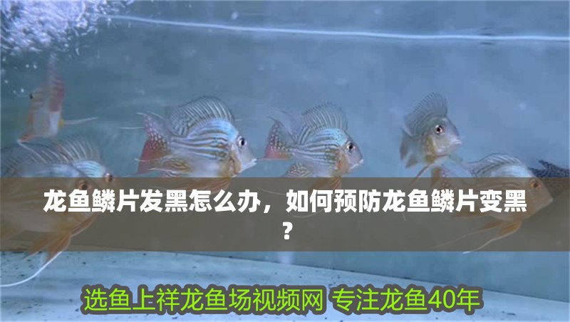 龍魚鱗片發黑怎么辦，如何預防龍魚鱗片變黑？