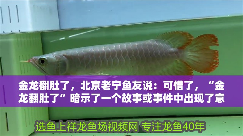 金龍翻肚了，北京老寧魚友說：可惜了，“金龍翻肚了”暗示了一個故事或事件中出現了意外或變化