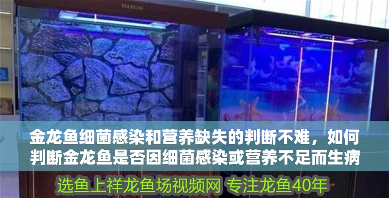 金龍魚細菌感染和營養缺失的判斷不難，如何判斷金龍魚是否因細菌感染或營養不足而生病？