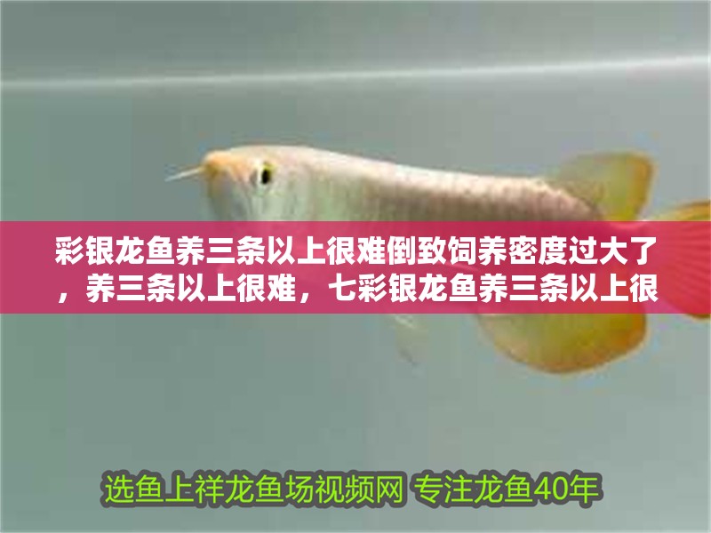 彩銀龍魚養三條以上很難倒致飼養密度過大了，養三條以上很難，七彩銀龍魚養三條以上很難倒致飼養密度過大了，養三條以上很難