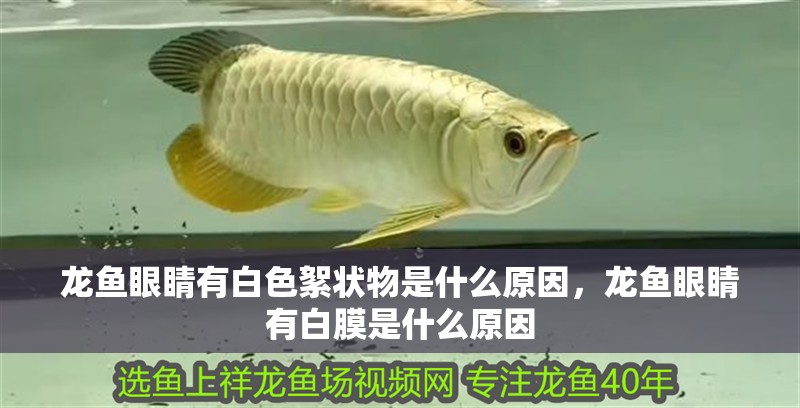 龍魚眼睛有白色絮狀物是什么原因，龍魚眼睛有白膜是什么原因