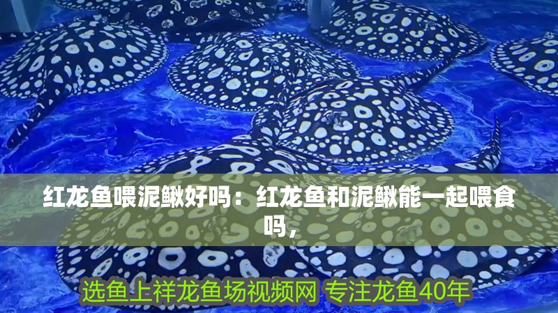 紅龍魚喂泥鰍好嗎：紅龍魚和泥鰍能一起喂食嗎，