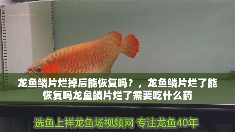 龍魚鱗片爛掉后能恢復嗎？，龍魚鱗片爛了能恢復嗎龍魚鱗片爛了需要吃什么藥