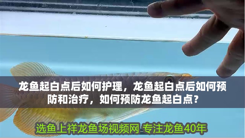 龍魚起白點后如何護理，龍魚起白點后如何預防和治療，如何預防龍魚起白點？