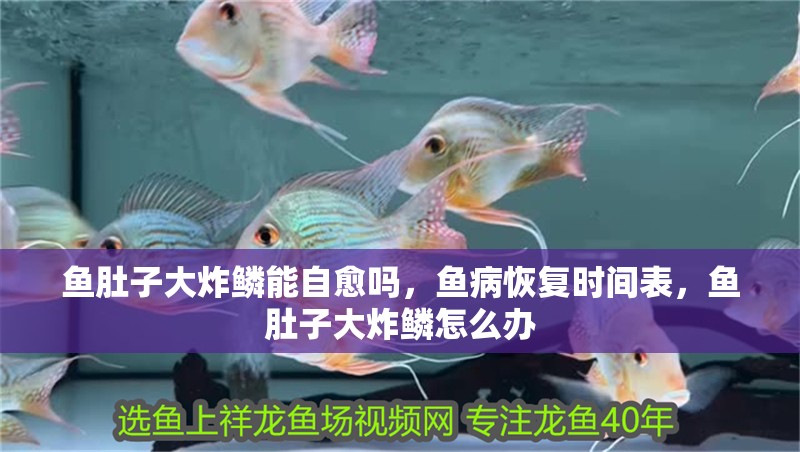 魚肚子大炸鱗能自愈嗎，魚病恢復時間表，魚肚子大炸鱗怎么辦