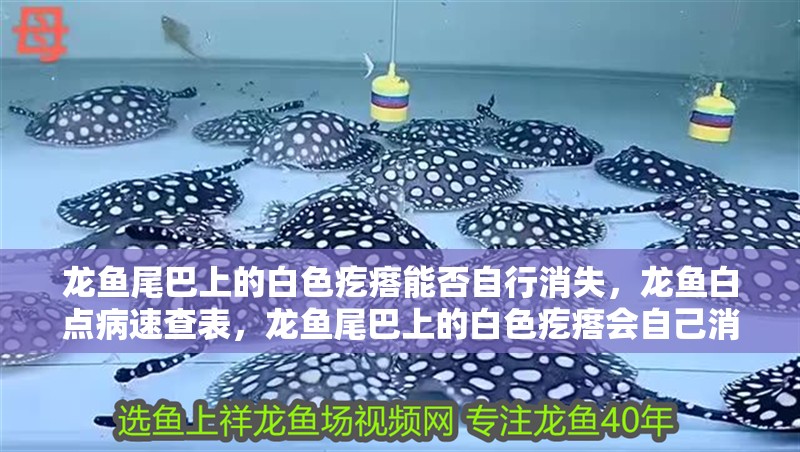 龍魚尾巴上的白色疙瘩能否自行消失，龍魚白點(diǎn)病速查表，龍魚尾巴上的白色疙瘩會自己消失嗎