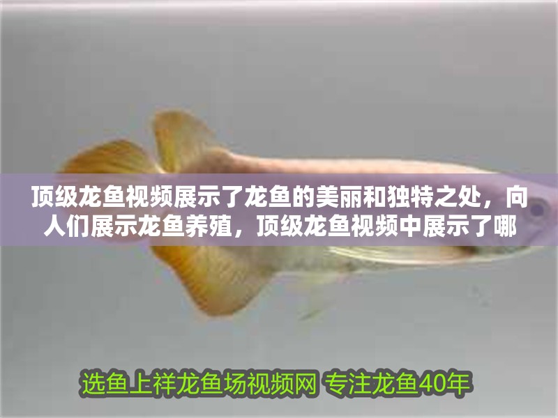 頂級龍魚視頻展示了龍魚的美麗和獨特之處，向人們展示龍魚養殖，頂級龍魚視頻中展示了哪些種類的龍魚