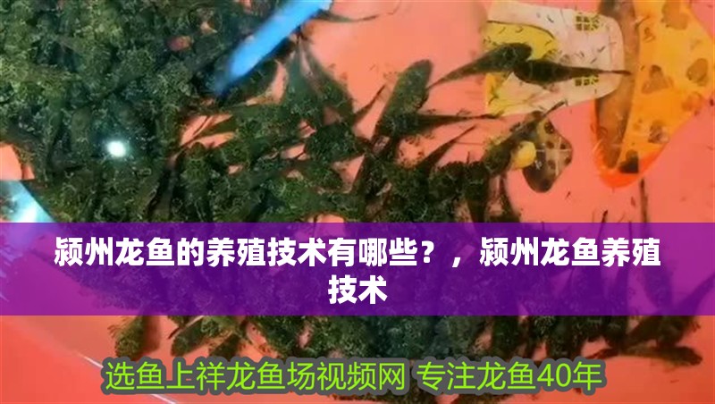 潁州龍魚的養殖技術有哪些？，潁州龍魚養殖技術